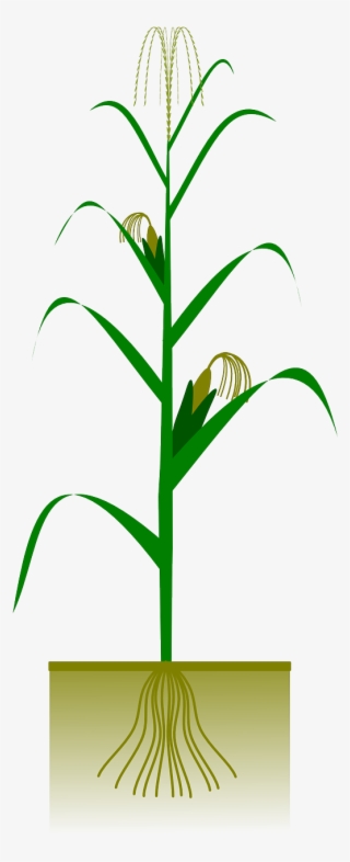 Pin Corn Stalk Clipart - Maize Plant Png #584442