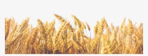 Wheat Field Transparent Background #584629