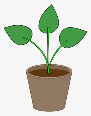 Plant, Flowerpot, Pot, Gardening, Leaf, Houseplant - Flower Pot #584788