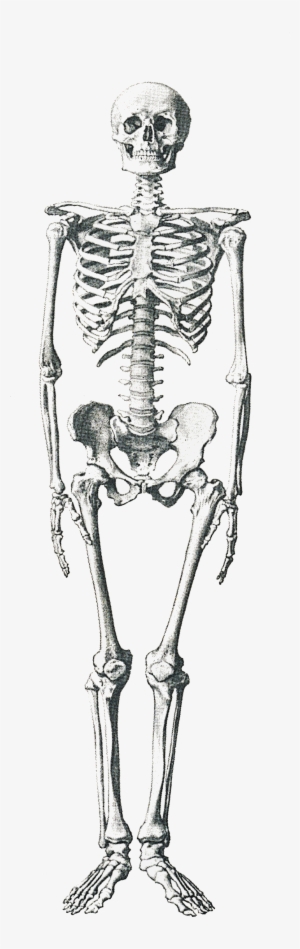 Legs Png - Osteoporosis Black And White #584860