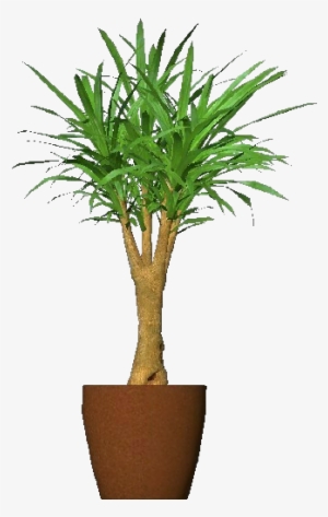 3d Flowers - Cornstalk Dracaena - Mandarino Cinese In Vaso #584950