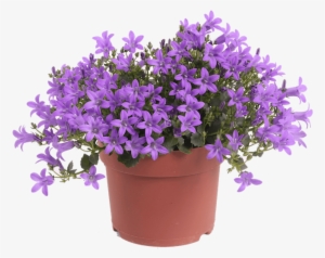 Campanula Iris - Lavender Flower Pot Png #584971
