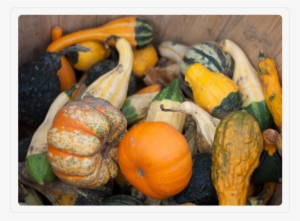 Corn Stalk Arrangements - Portable Network Graphics #585078