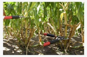 Morning Ag Clips - Nitrogen #585123