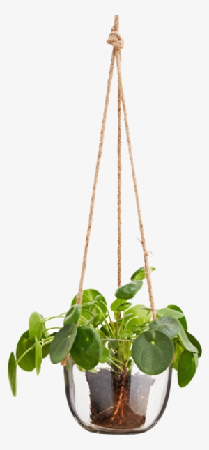 Hanging Glass Plant Pot - Hanging Flower Pots Png #585147
