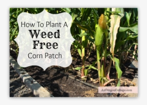 How To Plant Corn-weed Free - Garden #585389