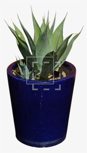 Parent Category - Agave #585453