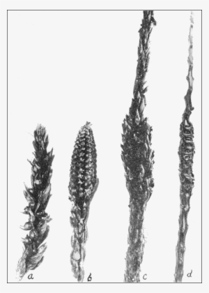 Psm V68 D063 Specimen From Corn Tassels - Maize #585684