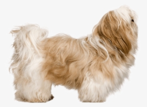 Appearance Of Shih Tzu - Shih Tzu Biggest Size #585766