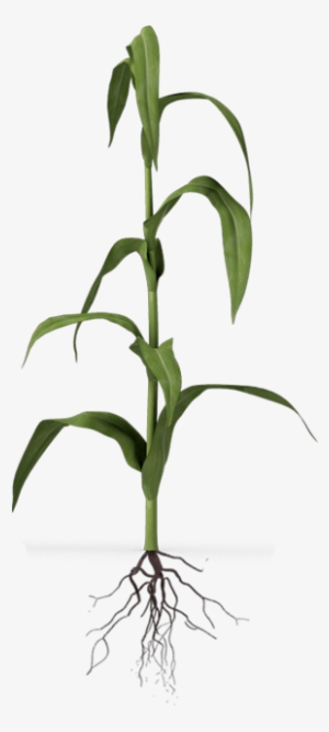 Corn Plant Development - Houseplant #585864