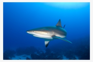 Weird Shark Pictures To Print Poster Species Watercolor - Caribbean Reef Shark #585888