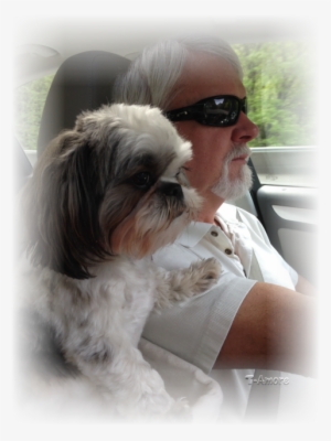 Linda Sent In This Great Picture Of "marley" Enjoying - Shih Tzu Dad #586008