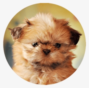 Shih Tzu Pals - San Francisco Bay Area #586265