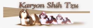Shih Tzu #586309