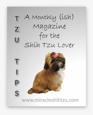 Free Shih Tzu Magazine - Puppy #586332