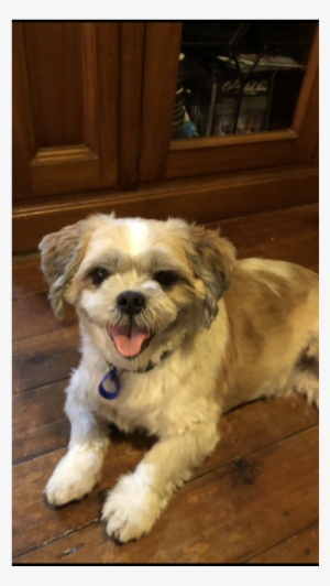 Photo Of Fitzie ~ Shih Tzu X - Pekapoo #586423