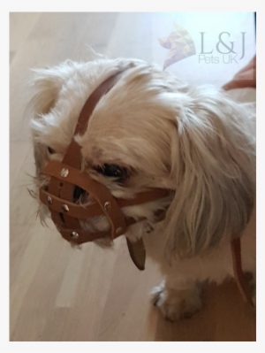 Shih Tzu And Other Flat Face Faced Short Snout Dog's - Flat Face Shih Tzu #586506
