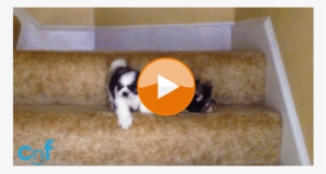 Two Adorable Shih Tzu Puppies Conquer Treacherous Staircase - Puppy #586547
