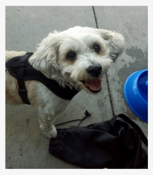 Roxy Is A 9 Year Old Bichon/shih-tzu Mix And Was Surrendered - Schnoodle #586631