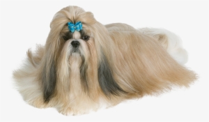 The Shih Tzu Is A Brachycephalic Breed, A Dog With #586788