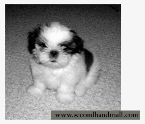 Kci Registered Shih Tzu Puppies For Sale Through All - Shih Tzu Yorkie Mix Black And White #586835