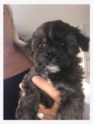 Shih Tzu - Shih-poo #586932