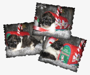 Aphrodite & Apollo's(toy Poodle) Reservation List - Pug #587008