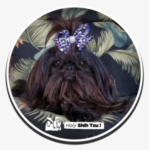 Lil' Nicole - Chinese Imperial Dog #587053