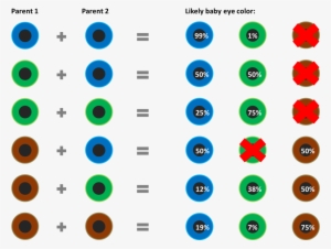 Baby Eye Color Chart According To Genetics What Are - Tell Your Baby's Eye Color #587292