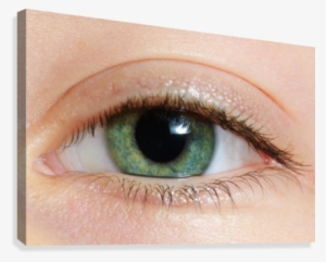 Closeup Of A Green Eye Canvas Print #587403