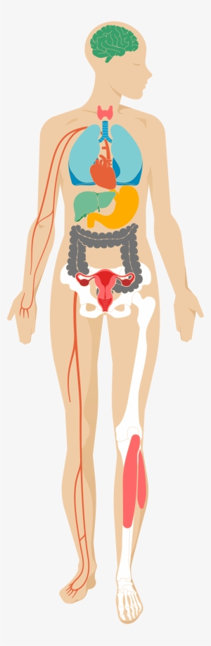 Desktop - Effect Of Stress In Your Body #588024