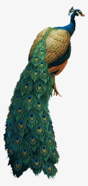 Tavus Kuşu Resimleri Istiyorum #588053