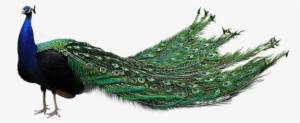 Download - Peacock Images Hd Png #588082 Download - Peacock Images Hd Png #588082