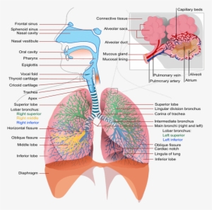 Effects Tobacco Respiratory System - Respiratory Complications Of Cystic Fibrosis #588111