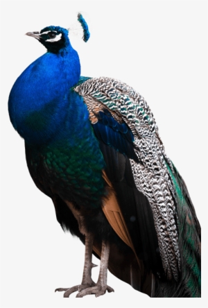 Free Png Peacock Png Images Transparent - Peacock Images Hd Png #588142