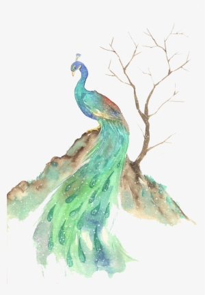Bird Watercolor Painting Illustration - Watercolor Animals Peacock #588163