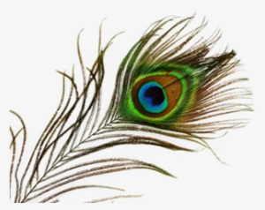 Free Icons Png - Feather Of Peacock Png #588166