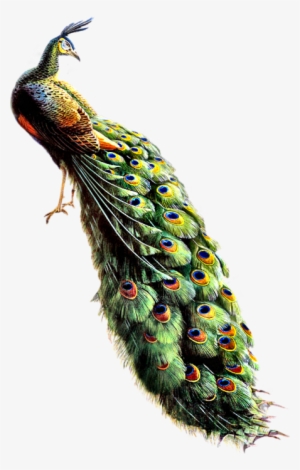 Free Icons Png - Hd Image Peacock Png #588255