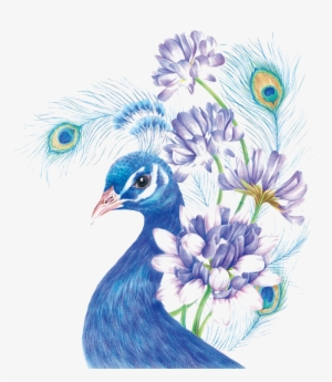 Drawing Colored Pencil Painting Sketch - Coloured Pencil Drawing Birds #588256