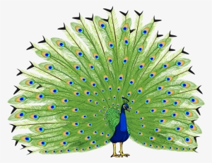 Proud As A Peacock - Peacock Png #588338