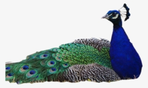 Download - Peacock Transparent Background #588408 Download - Peacock Transparent Background #588408