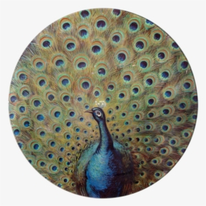 Fanned Peacock Fanned Peacock - Peafowl #588448
