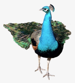 Front Peacock Png #588477 Front Peacock Png #588477