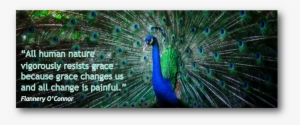 Peacock #588492