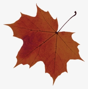 Leaf-2 33 - Sugar Maple Tree Leaf Png #588509