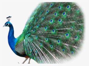 Peacock Png Transparent Images - Peafowl #588606