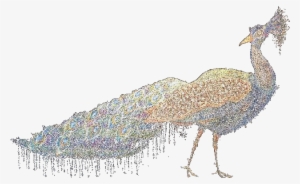 Peacock - Portable Network Graphics #588850