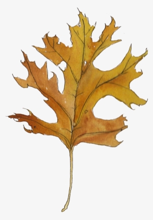 Welcome To The Library - Gambel Oak #588961