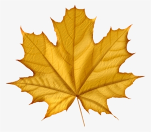 Autumn Leaves Png Icon - Purple Maple Leaf #589073