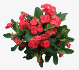 Euphorbia Milii - Euphorbia Milii Png #589297